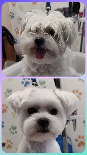 Psi fryzjer, salon pielęgnacji zwierząt "Psiapsiółka"